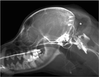 Case report: Presumptive subcutaneous malignant peripheral nerve sheath tumor with intracranial invasion and osteolysis in the posterior fossa of a dog